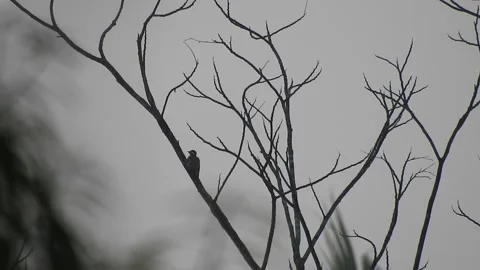 Bird Resting on Tall Tree Top at Sunset Stock Footage 308450361