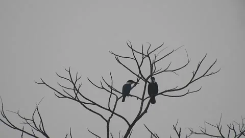 Bird Resting on Tall Tree Top at Sunset Stock Footage 308450368