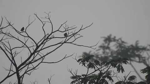 Bird Resting on Tall Tree Top at Sunset Video stock 308451083