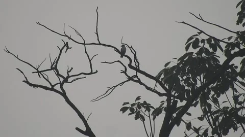 Bird Resting on Tall Tree Top at Sunset Stock Footage 308451559