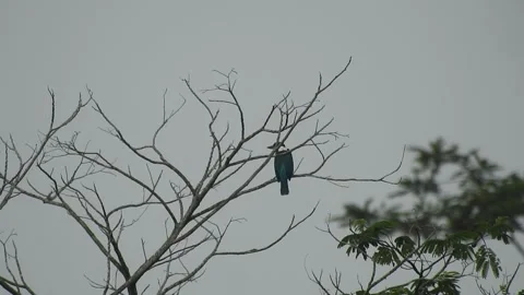 Bird Resting on Tall Tree Top at Sunset Stock Footage 308451711