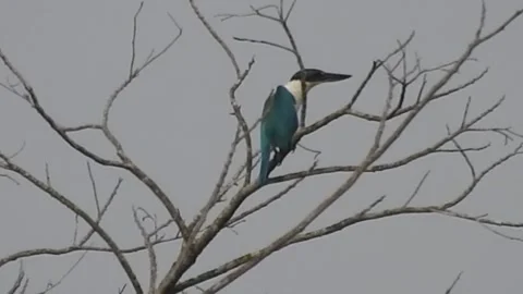 Bird Resting on Tall Tree Top at Sunset Stock Footage 308452012