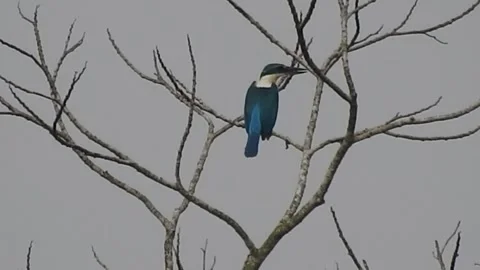 Bird Resting on Tall Tree Top at Sunset Stock Footage 308452058