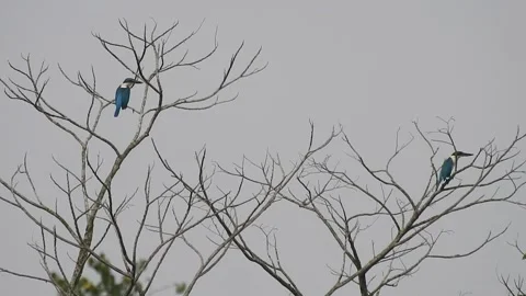 Bird Resting on Tall Tree Top at Sunset Video stock 308452077
