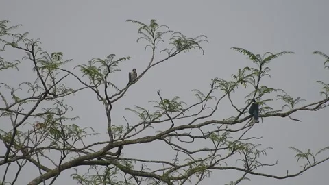 Bird Resting on Tall Tree Top at Sunset Stock Footage 308452182
