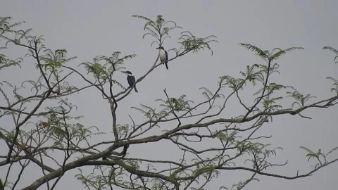 Bird Resting on Tall Tree Top at Sunset Stock Footage 308452192