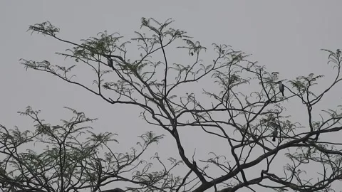 Bird Resting on Tall Tree Top at Sunset Stock Footage 308452225