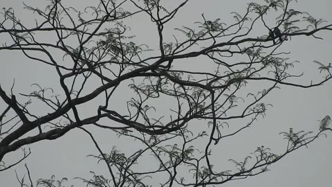Bird Resting on Tall Tree Top at Sunset Stock Footage 308452257