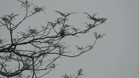 Bird Resting on Tall Tree Top at Sunset Stock Footage 308452320