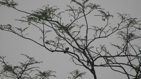 Bird Resting on Tall Tree Top at Sunset Stock Footage 308452489