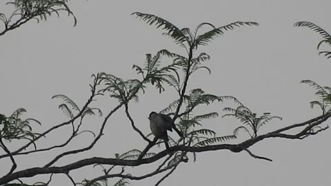 Bird Resting on Tall Tree Top at Sunset Stock Footage 308452504