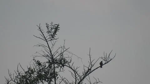 Bird Resting on Tall Tree Top at Sunset Stock Footage 308452558