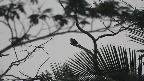 Bird Resting on Tall Tree Top at Sunset Stock Footage 308452806