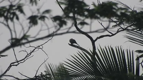 Bird Resting on Tall Tree Top at Sunset Stock Footage 308452891