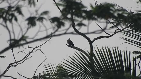 Bird Resting on Tall Tree Top at Sunset Stock Footage 308452892