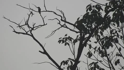 Bird Resting on Tall Tree Top at Sunset Stock Footage 308453155