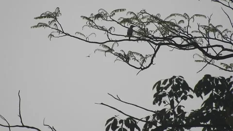 Bird Resting on Tall Tree Top at Sunset Stock Footage 308453330