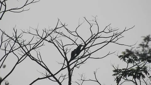 Bird Resting on Tall Tree Top at Sunset Stock Footage 308453378