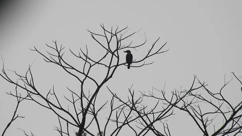 Bird Resting on Tall Tree Top at Sunset Stock Footage 308453380