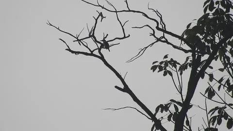Bird Resting on Tall Tree Top at Sunset Stock Footage 308453401
