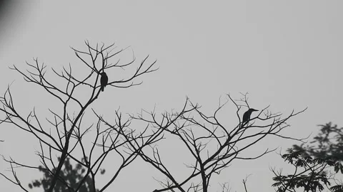 Bird Resting on Tall Tree Top at Sunset Stock Footage 308453499