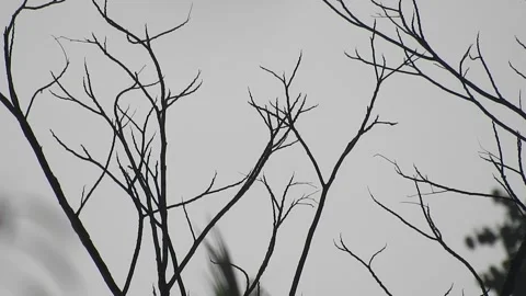 Bird Resting on Tall Tree Top at Sunset Stock Footage 308453527