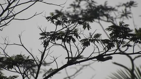 Bird Resting on Tall Tree Top at Sunset Stock Footage 308453610