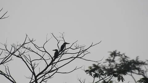Bird Resting on Tall Tree Top at Sunset Video stock 308453617