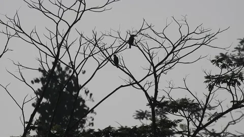 Bird Resting on Tall Tree Top at Sunset Stock Footage 308453619