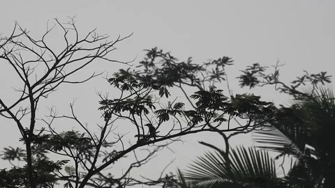 Bird Resting on Tall Tree Top at Sunset Video stock 308453727