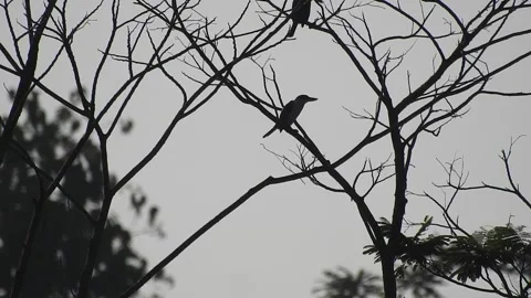 Bird Resting on Tall Tree Top at Sunset Stock-Footage 308453757