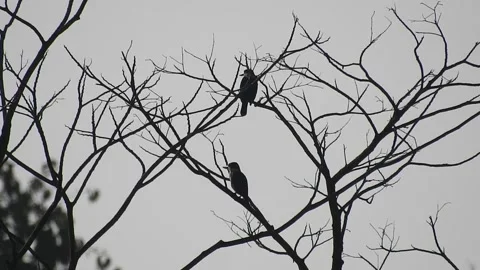 Bird Resting on Tall Tree Top at Sunset Stock Footage 308453822