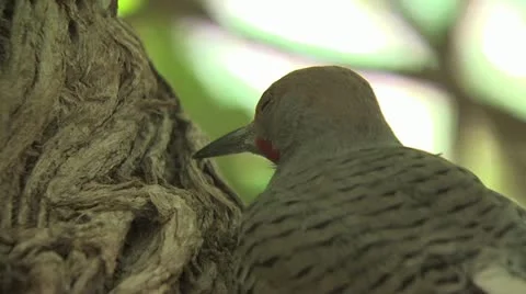 Bird Resting In A Tree Stock-Footage 19053767