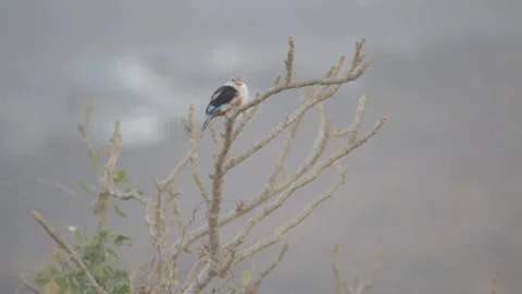 Bird resting on the tree 스톡 동영상 150870562
