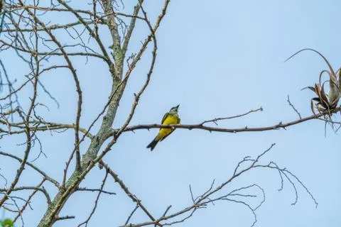 Bird resting on a tree Stock Photos
