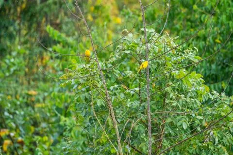 Bird resting on a tree Stock Photos