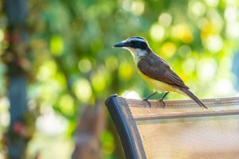 Bird resting on a tree Stock Photos