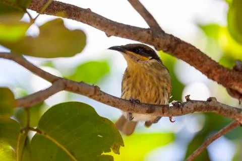 A bird resting on the tree Stock Photos