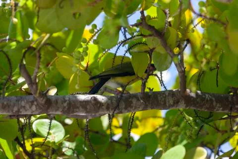 A bird resting on the tree Stock Photos