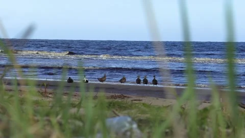 Bird resting by the water	 動画素材 278688274