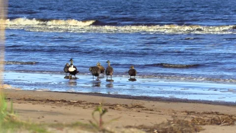 Bird resting by the water	 Stock Footage 278688327