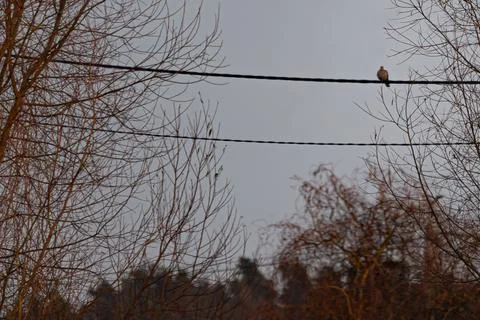 Bird resting on a wire in winter Stock Photos