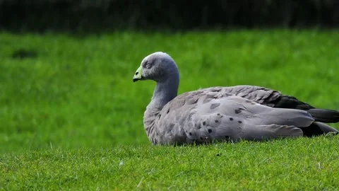 Bird rests on grassy field while observing surroundings in natural habitat Stock Footage 297860212