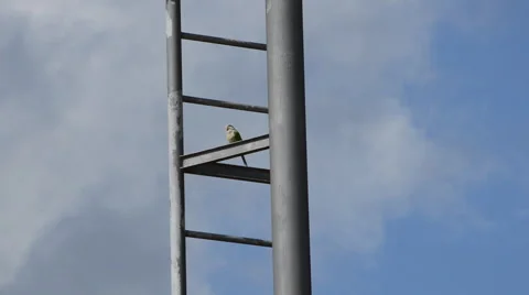 Bird Rests On Pole Vídeo Stock 48439282