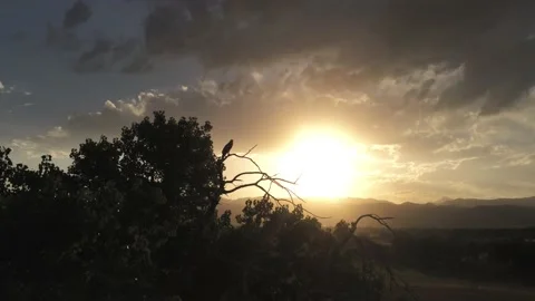 Bird rests at sunset - Drone camera moves right and up Video stock 134808555