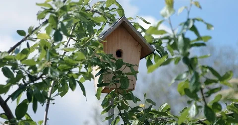 Bird returns to birbox home medium shot Stock Footage 118309568