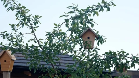 Bird Returns Home | Wide Stock Footage 118328974