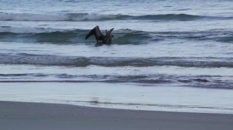 Bird riding waves Video stock 42235584