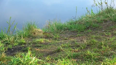 Bird on the river bank Stock Footage 274200953