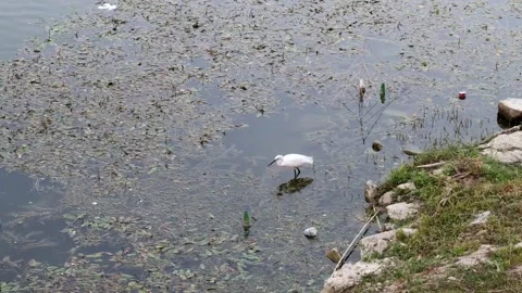 Bird on the river. Hd Stock Footage 139558475